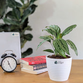 Calathea Elliptica, with 5.5 Inches White Decor Pot